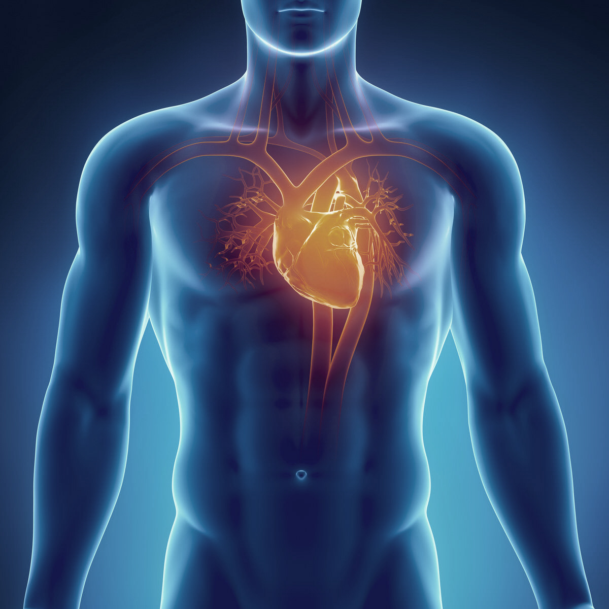 angio cardio vascular cirugia salutimes terrassa cst 1 by Kellenfol Ad.